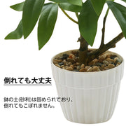 フェイクグリーン 人工観葉植物 観葉植物 フェイク 造花 パキラ 水やり不要 お手入れ簡単 鉢植え インテリア 人工 鉢付き フェイク植物 室内 屋外 玄関 オフィス お祝い卓上 ミニ 小型 (23ｃｍ) - 6